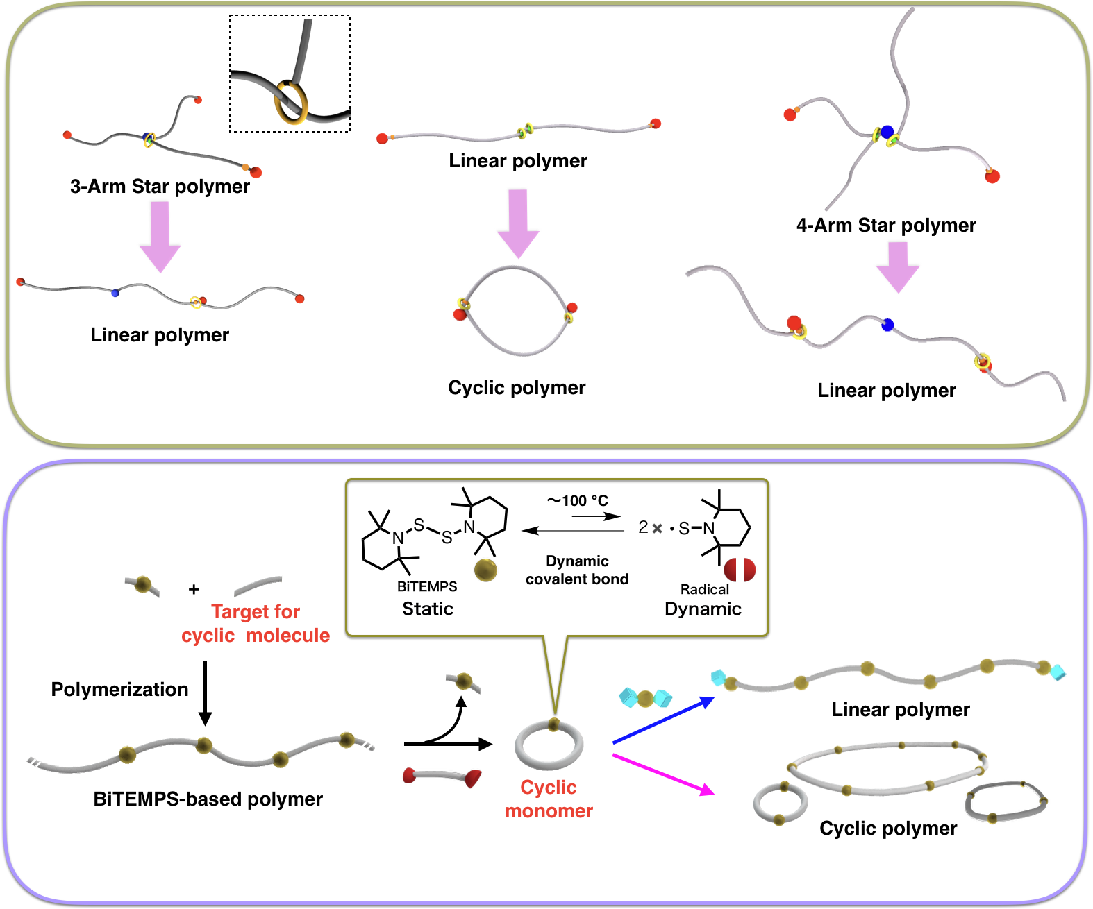 Dynamic properties of cyclic monomer